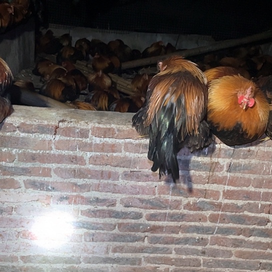 1中国大陆包装8.1