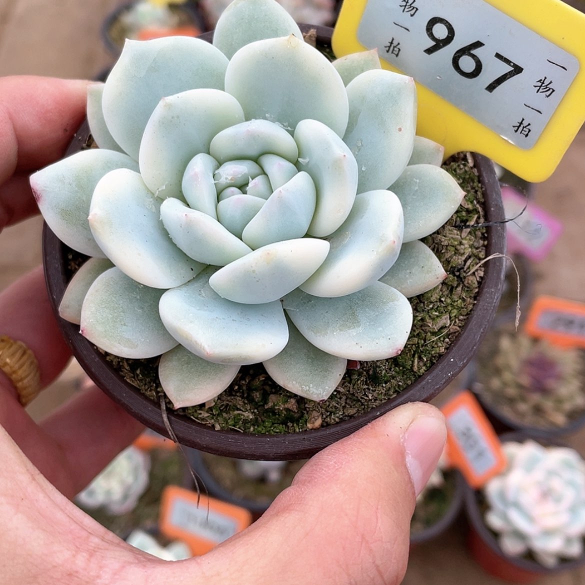 【闪购商品】967号