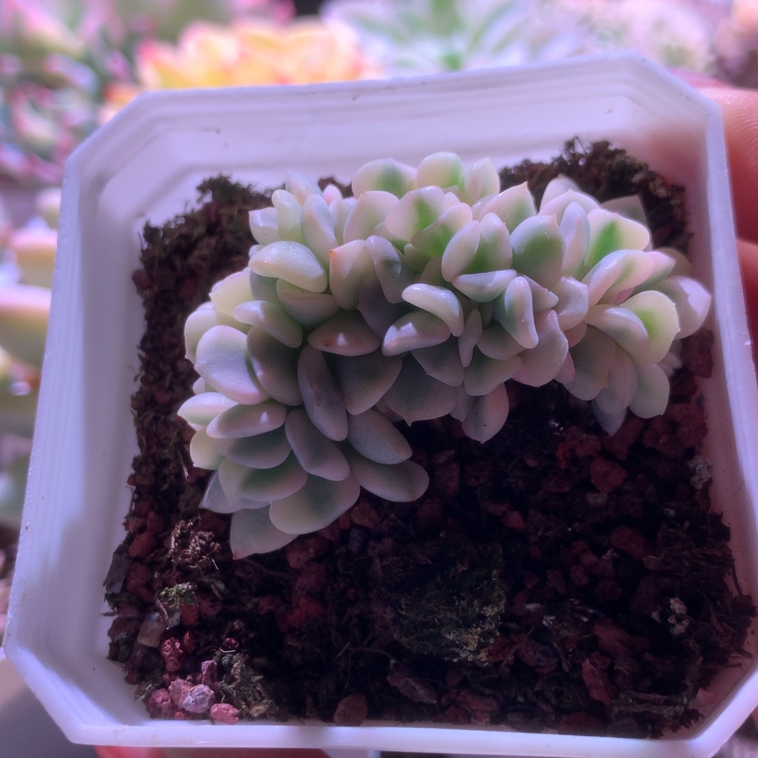 福利雪精灵缀化覆轮锦有根