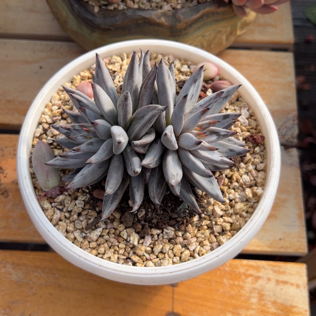 多肉双头魔爪【非偏远地区满18包邮】