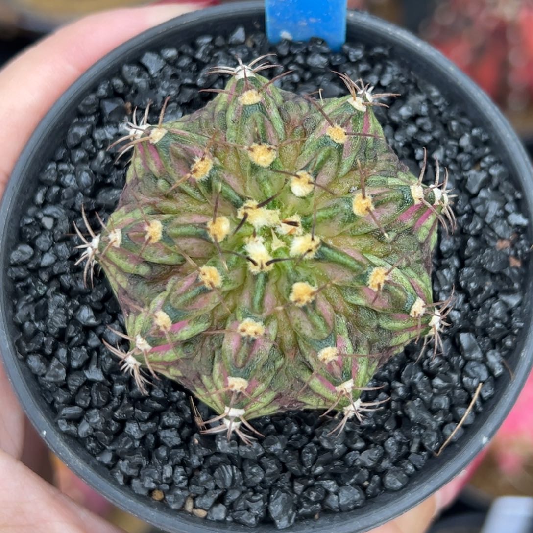 156泰系肋骨海神，带盆土发货