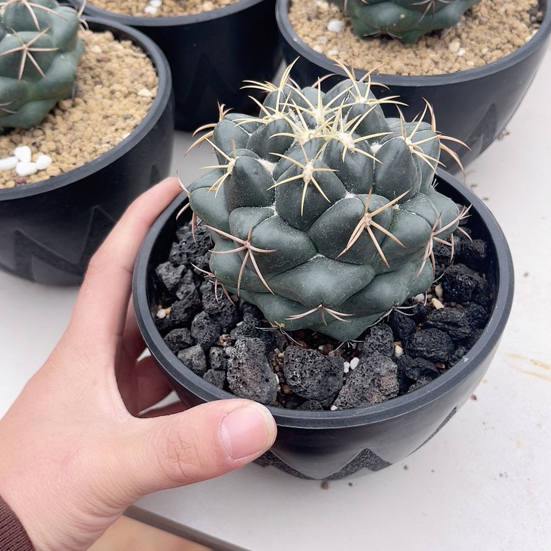 实生象牙仙人球仙人球