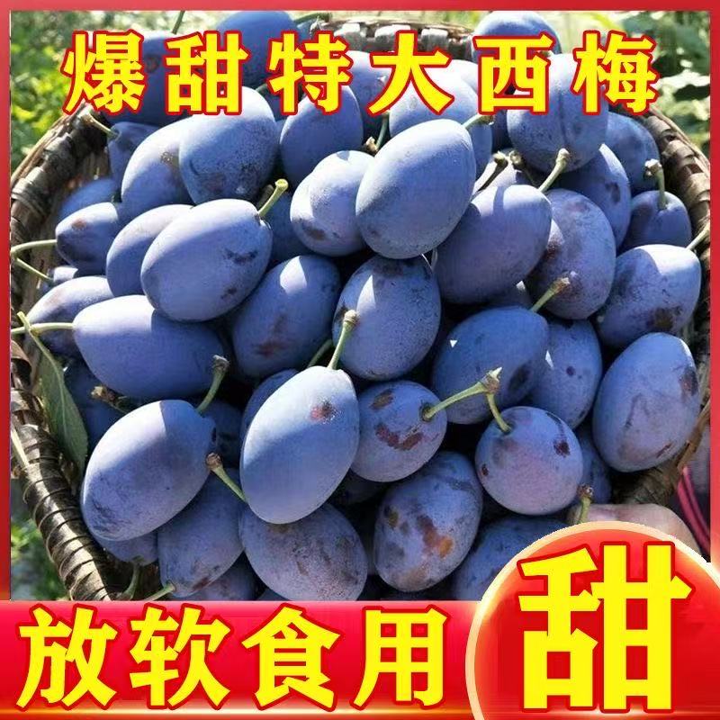 【顺丰速达】爆甜大西梅新鲜孕妇水果西梅鲜果新疆甜西梅李子批发