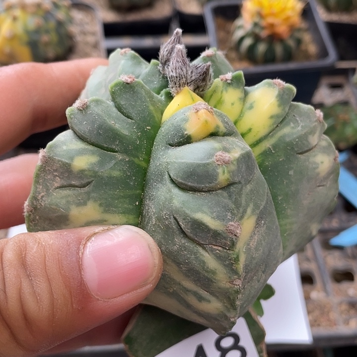 龟甲绞油，鸾凤玉448号