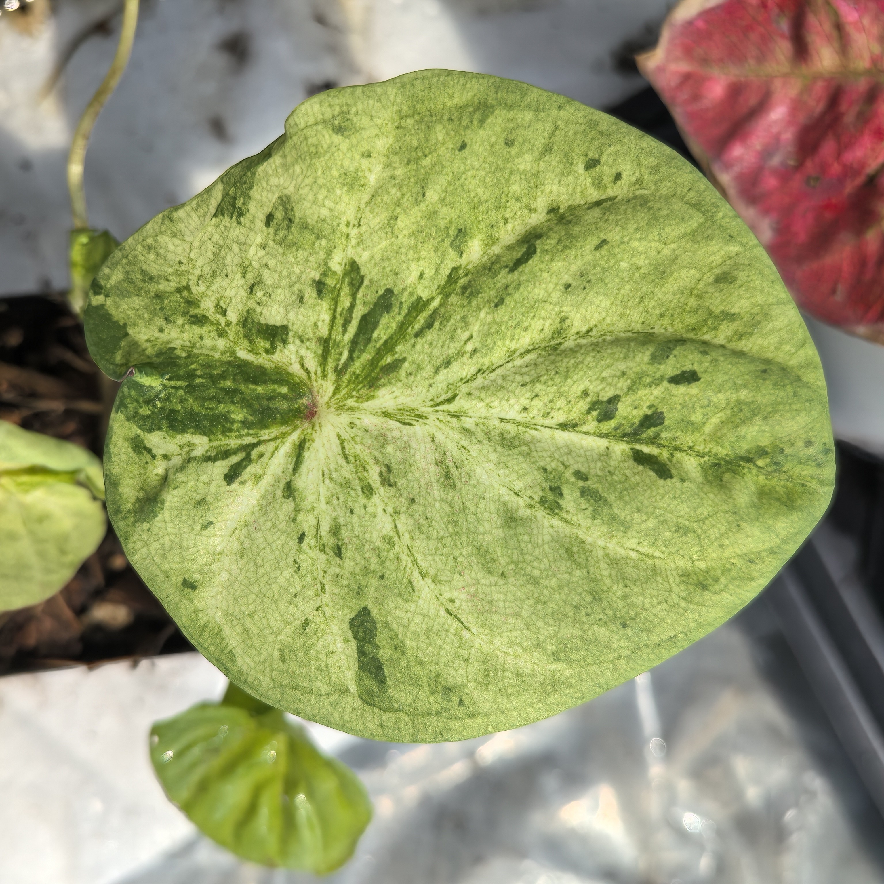 水蜜桃变异006，彩叶芋盆栽易活好养，不耐晒，阳台客厅耐热绿植