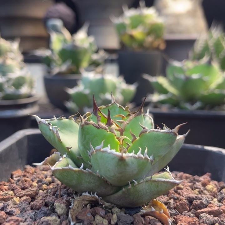 【闪购商品】拇指。