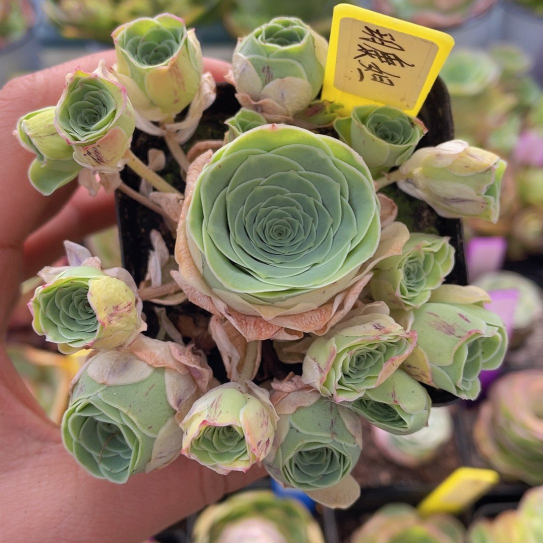 玥康妲多肉J220一物一拍