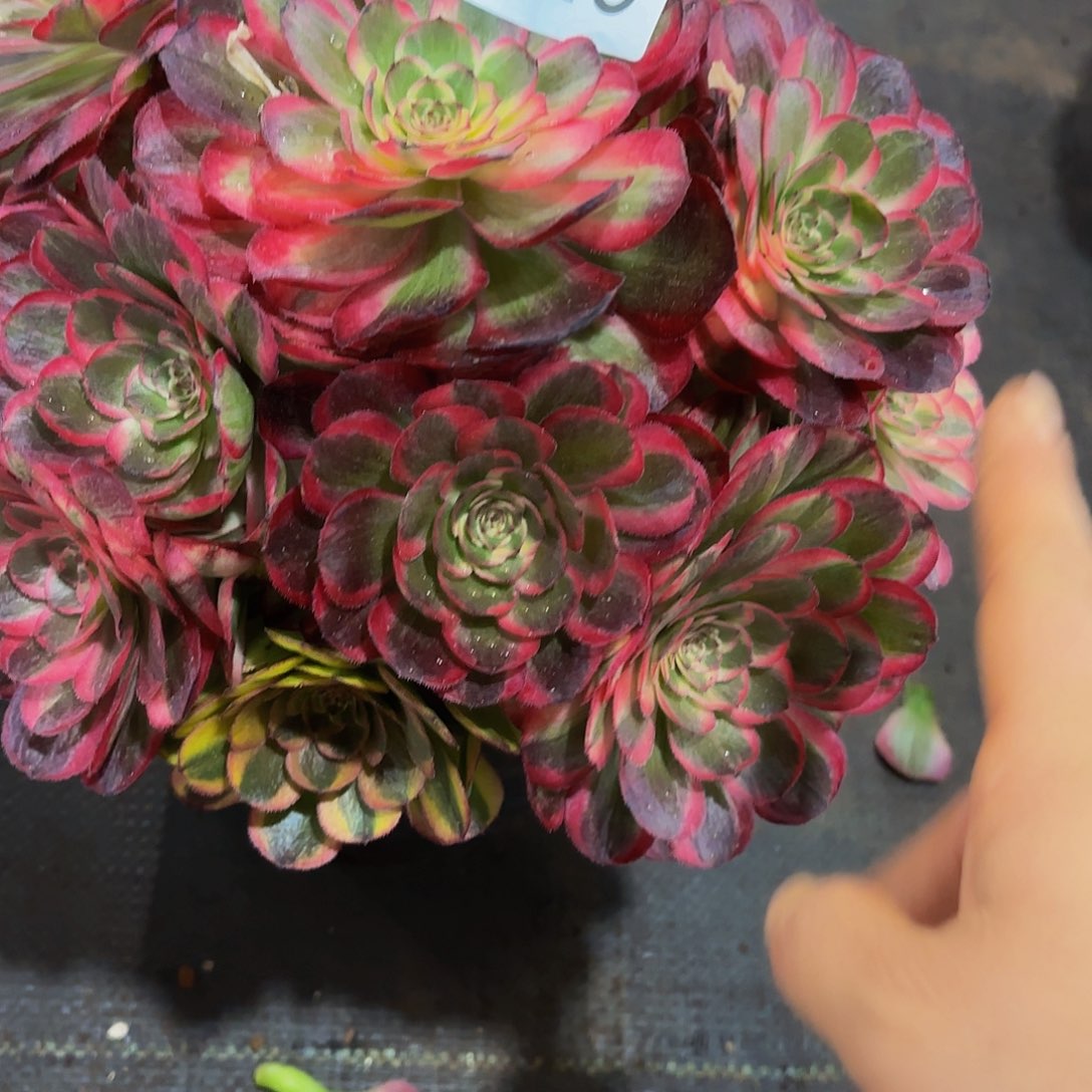 多肉植物福利来028