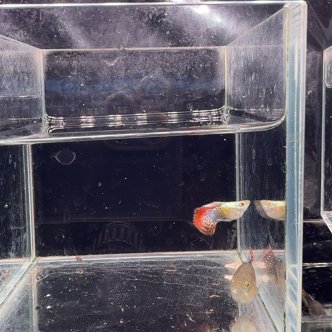 孔雀鱼七彩龙鳞球1对