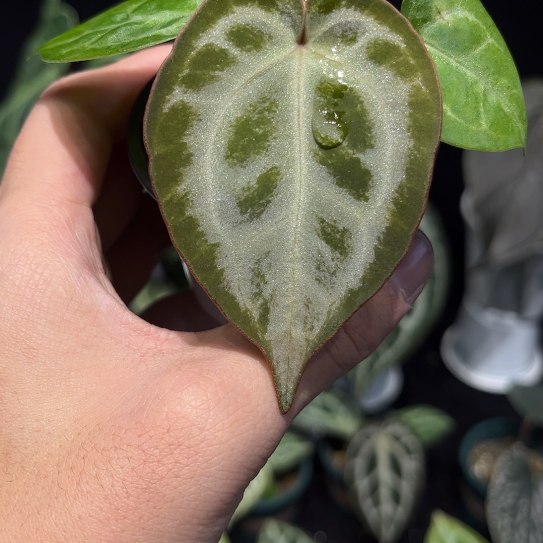 不开花植物粉柠檬红杂skg银红