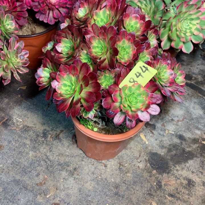 844安娜多肉一物一拍～