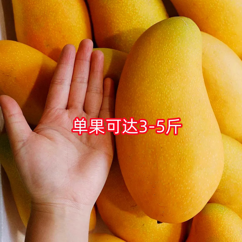 芒果苗金煌台农桂七四季芒红贵妃凯特澳芒嫁接芒果树苗地栽盆栽