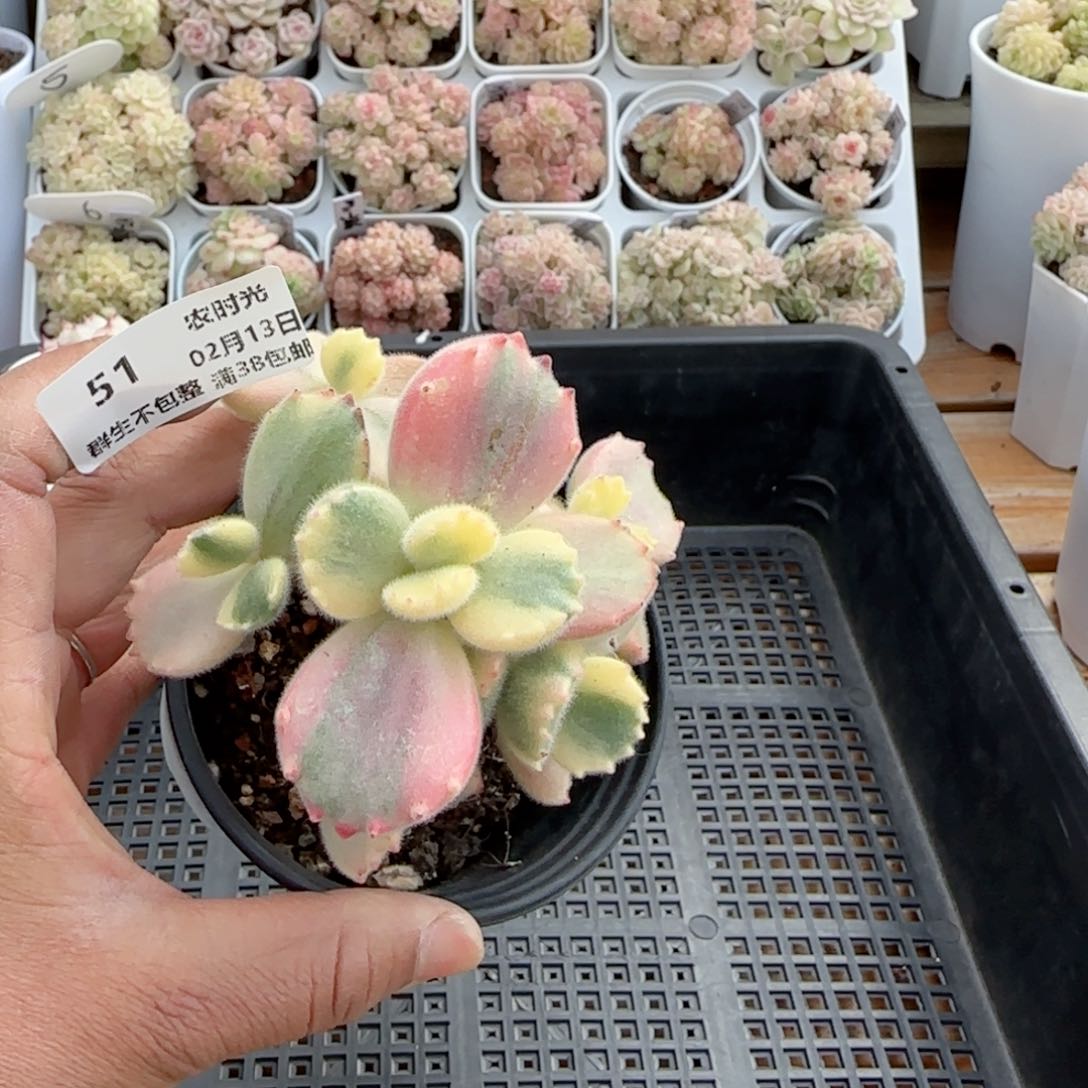 【闪购商品】0213-51