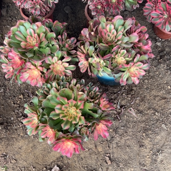 香妃一颗包邮福利