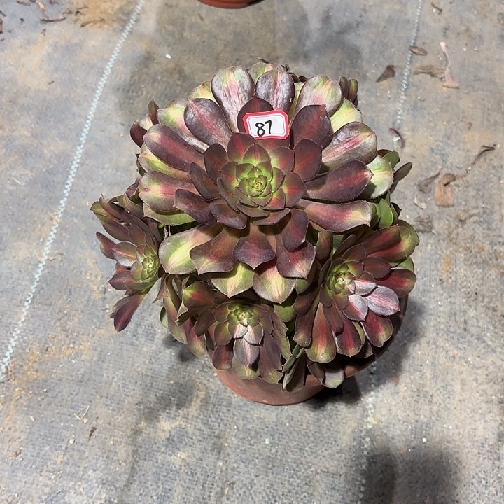抹茶87法师多肉植物