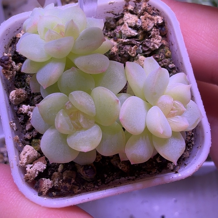 M538一物一拍四方盆