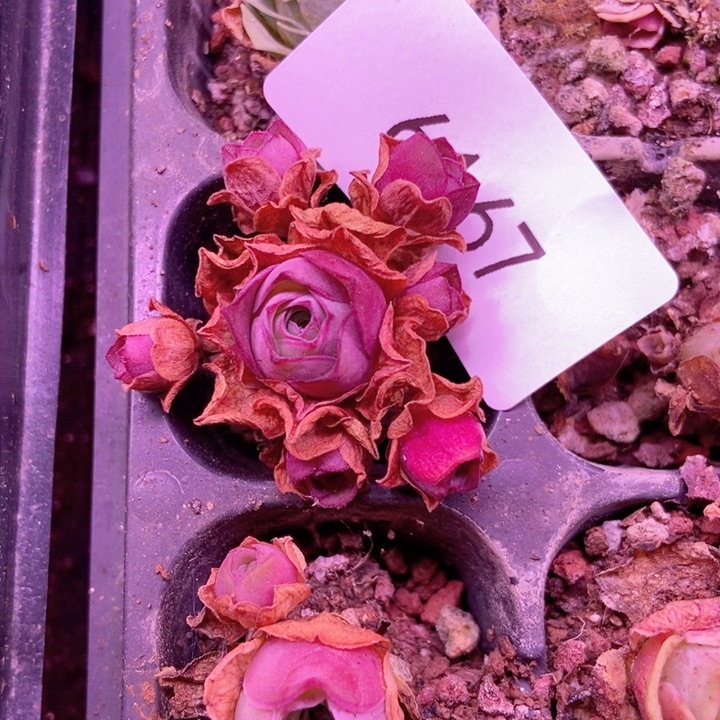 5167山地玫瑰花群