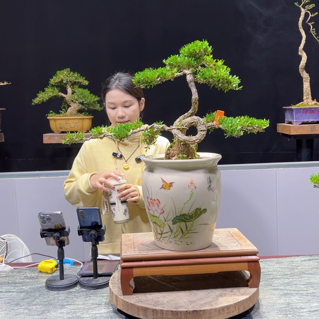 黄杨盆景老桩四季长青
