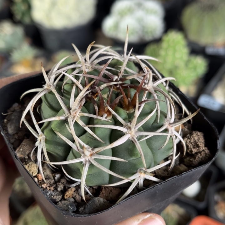 仙人球一物一拍实生