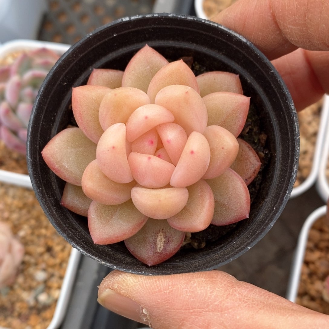 精品多肉一物一拍不包整28