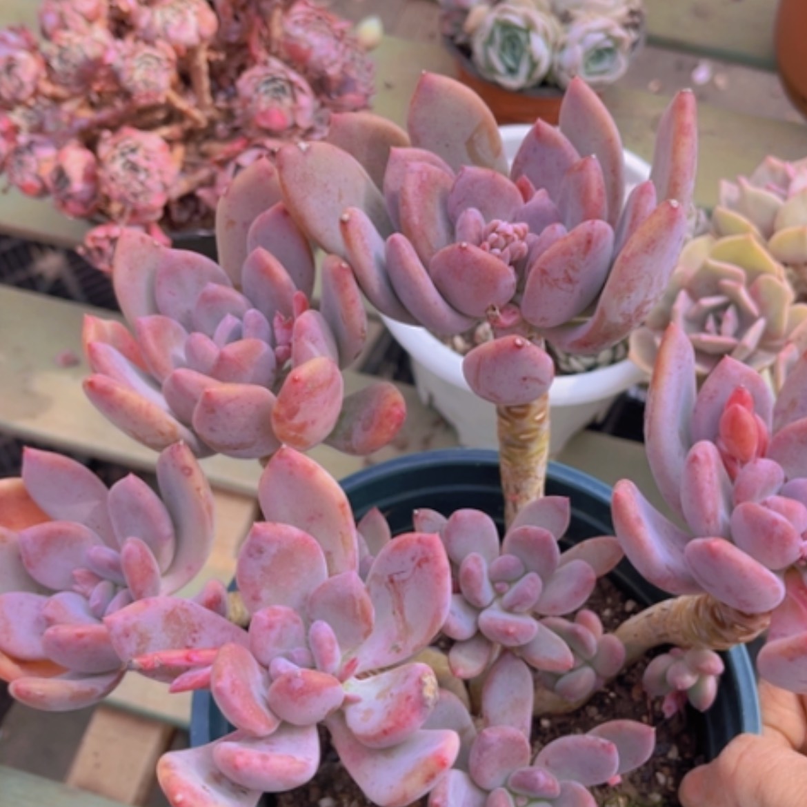 【闪购商品】灰姑娘1780