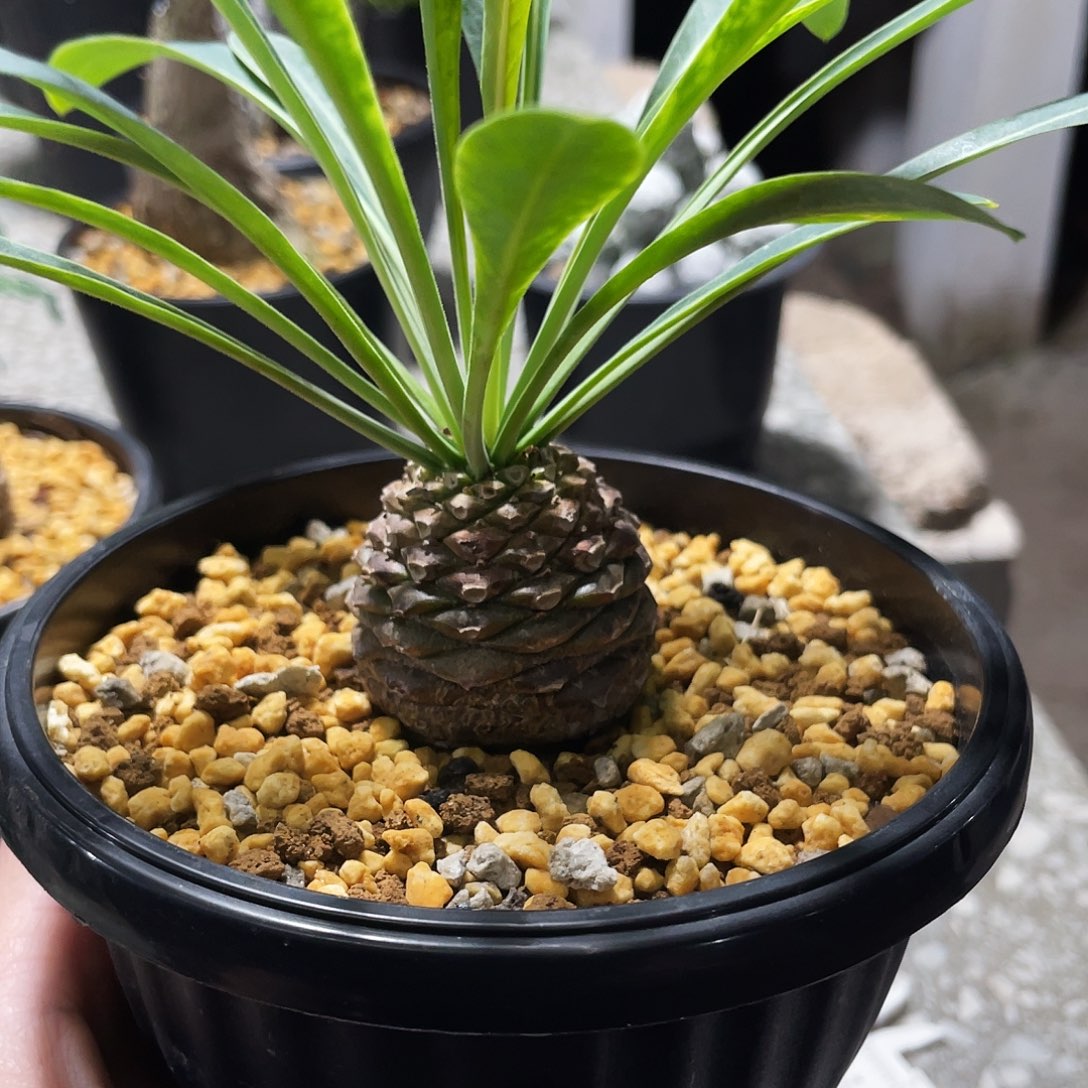 栽***头6666666666666666