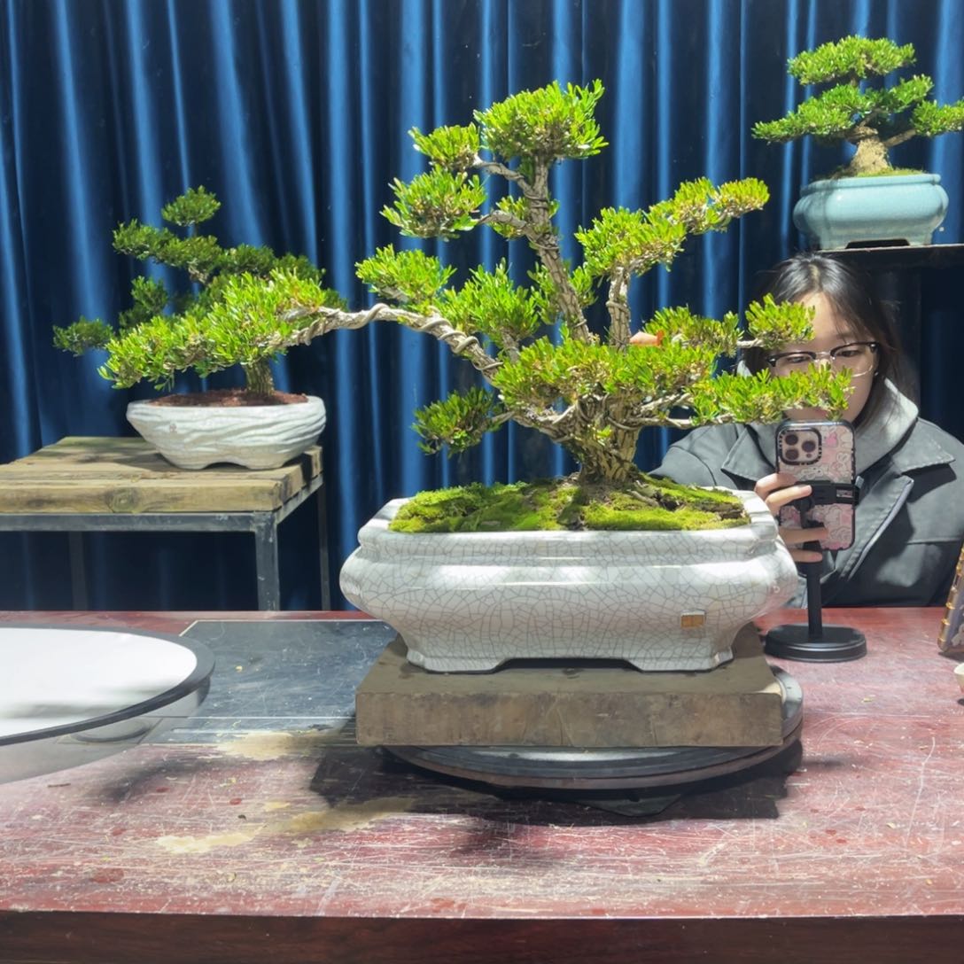 黄杨盆景老桩四季长青