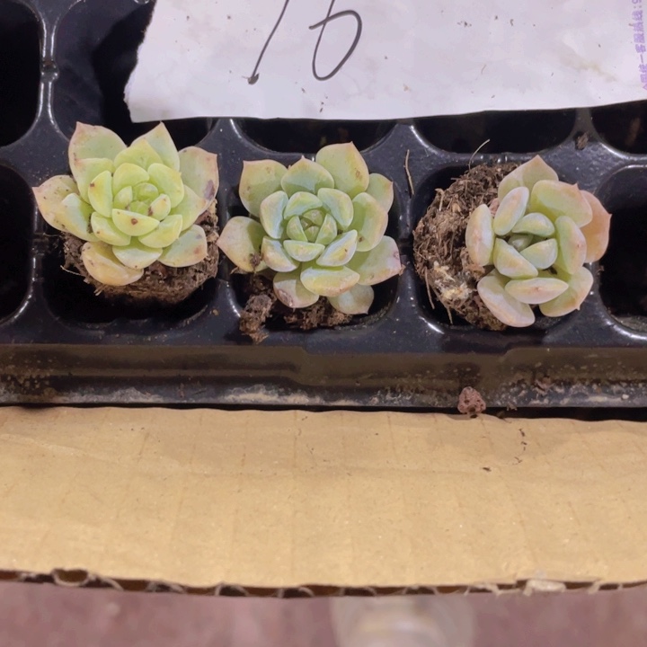 16精品冰心2米3颗