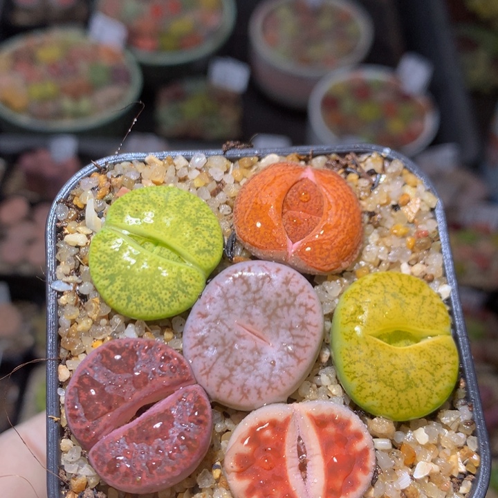 精品生石花219.188