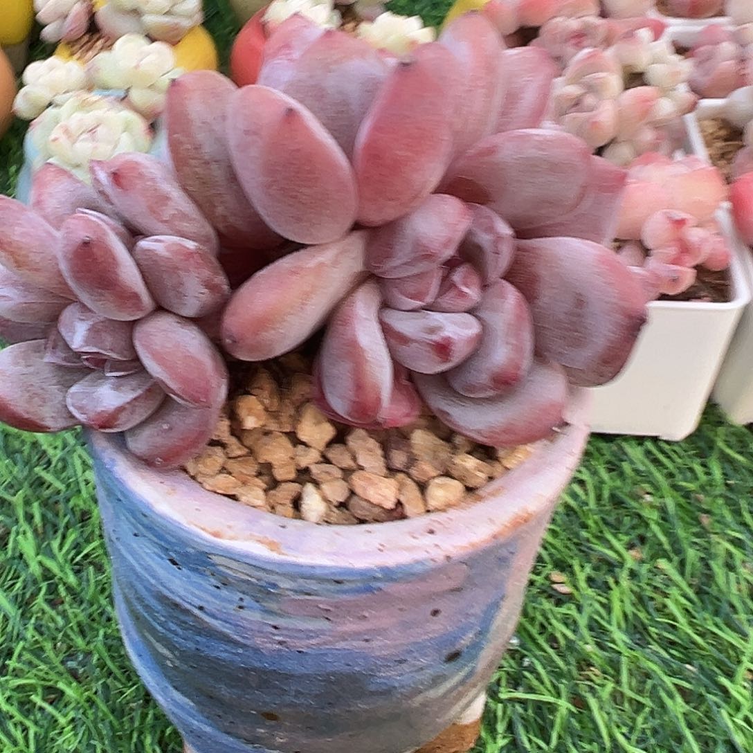 啊石榴籽星影小树福利