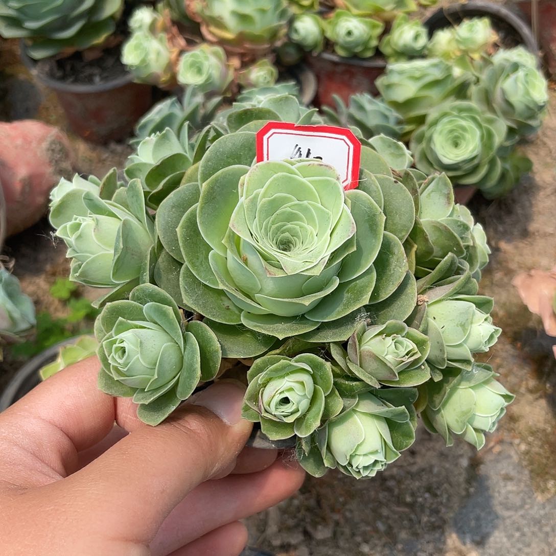 山地玫瑰多肉 410