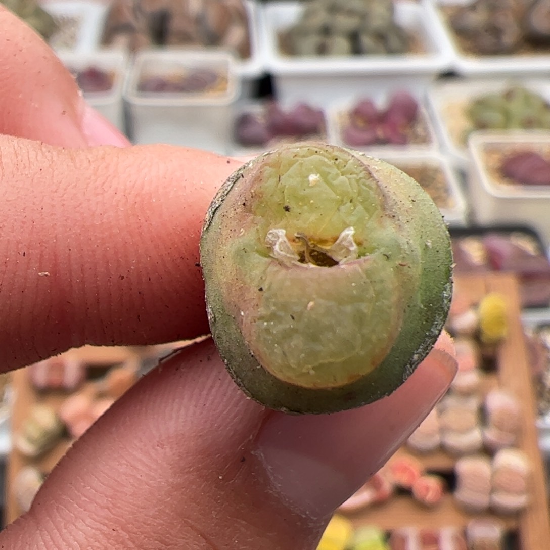 071号雪茄 多肉植物