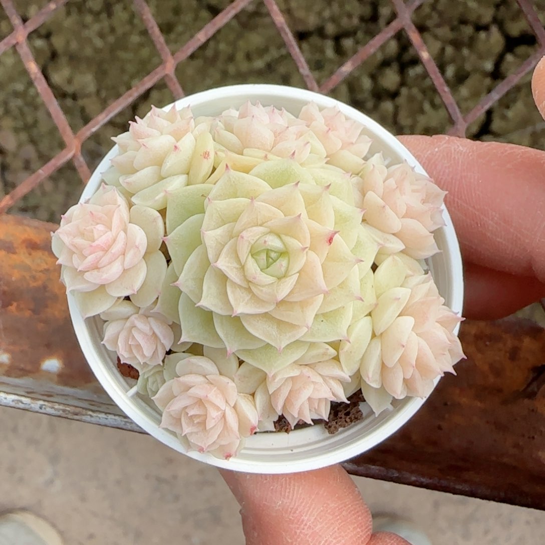 维*【闪购商品】0205-58（m1-452-2）