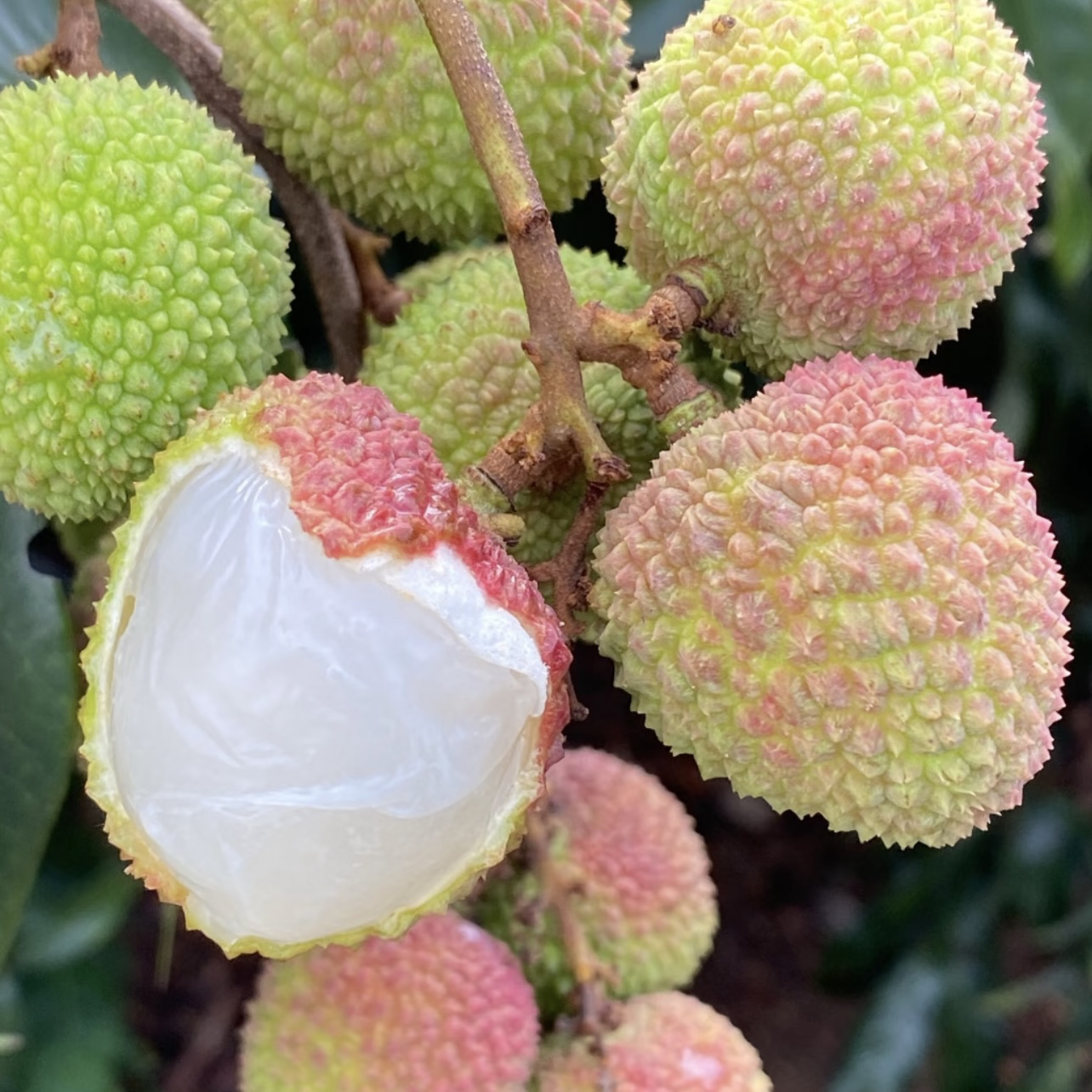 【鲜果】妃子笑荔枝/一斤盒装荔枝同城送广东省