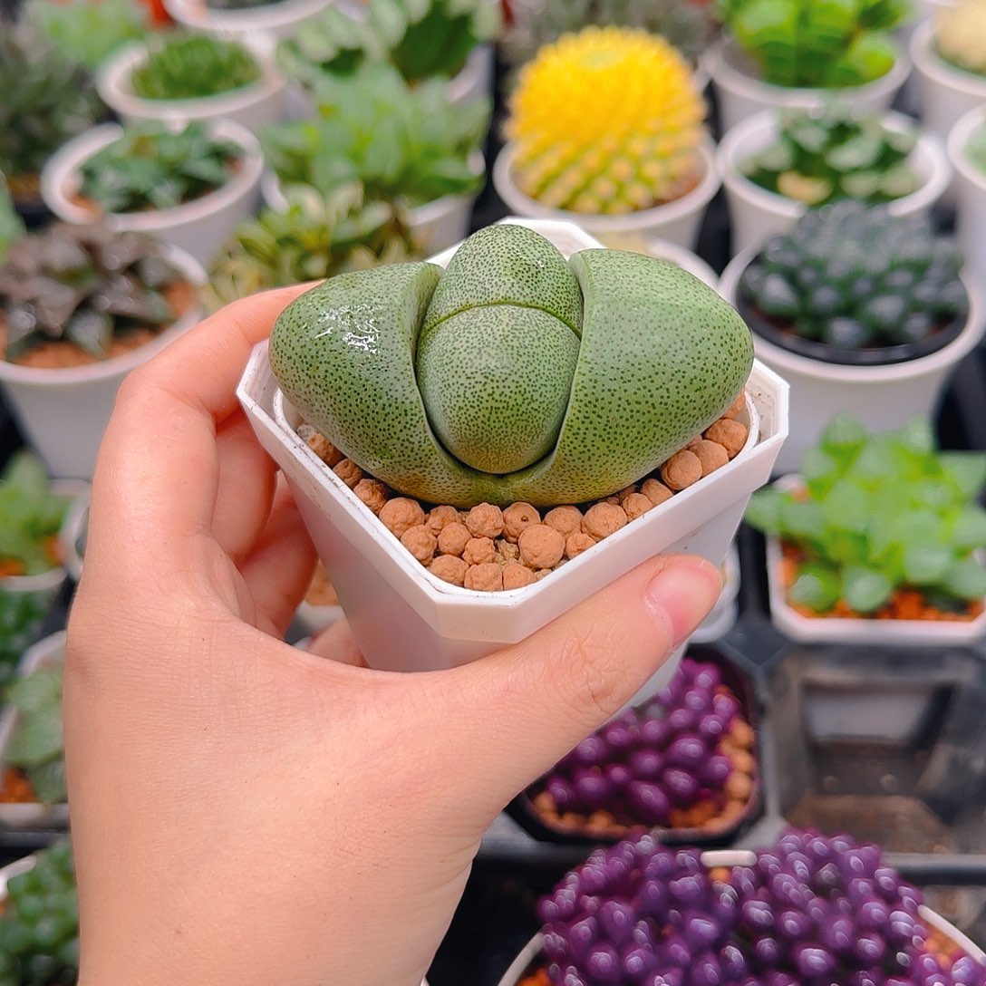 绿元宝多肉，原盆