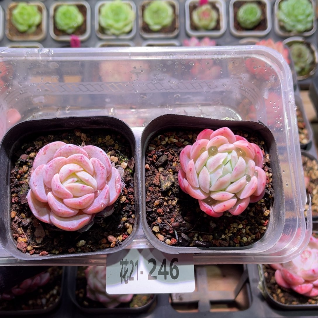 花利美21-246新品➕贝瑞