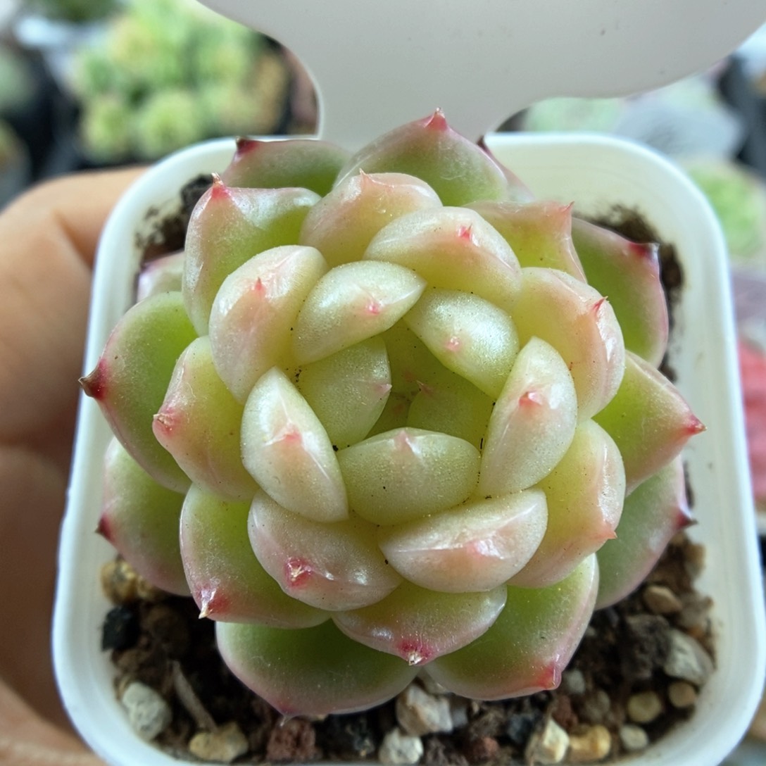 灯泡珍妮可拍565号。 