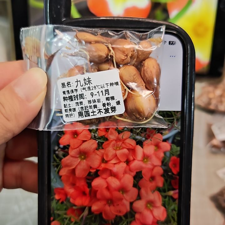 酢浆草早花纤细九妹可垂钓