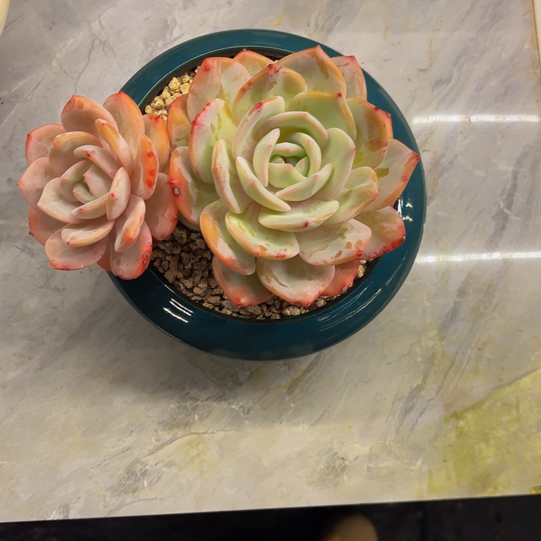 小小弟精品多肉凤橙