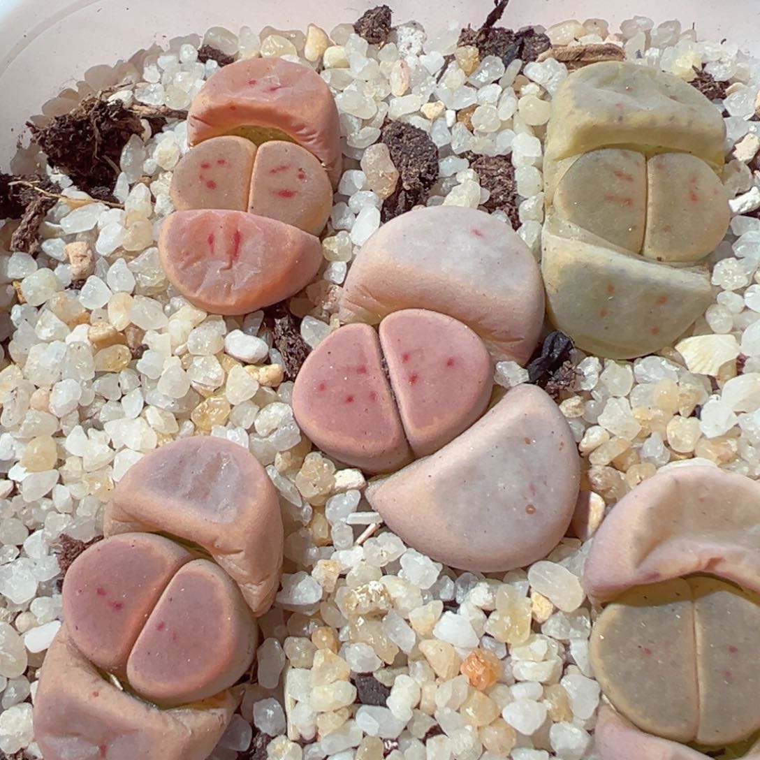 217-206多肉惜春套