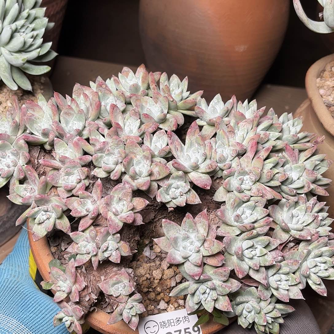 2759苹果白菊仙女杯多肉