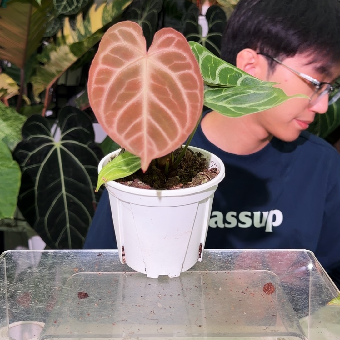 完全开放S91粉柠檬杂撕裂纹