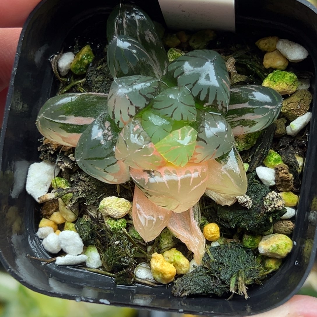 120冰灯玉露锦一物一拍