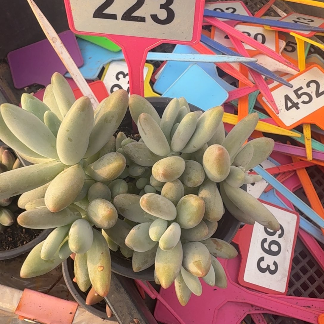 多肉植物白兰地群223