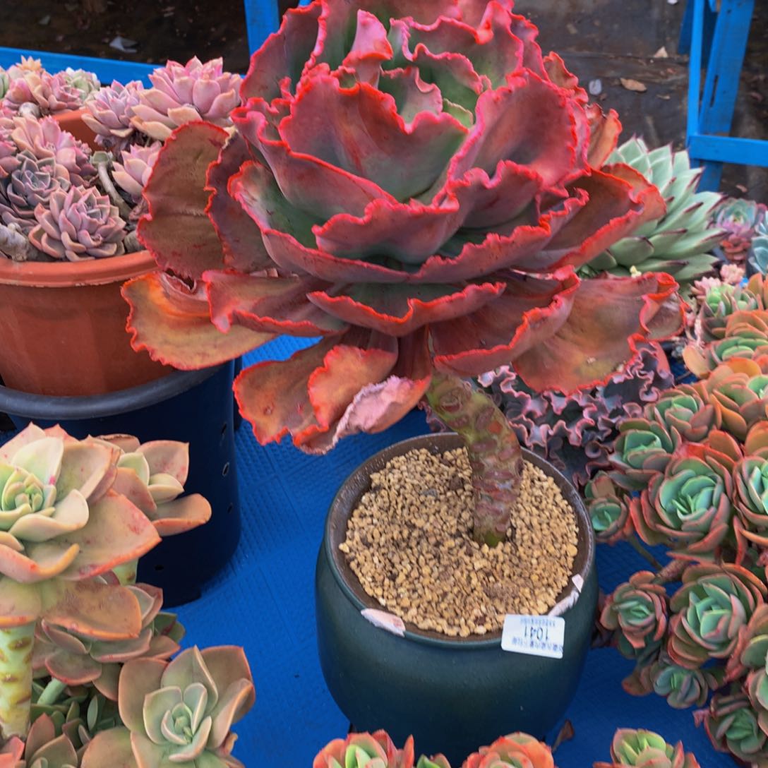 永****来1041包菜多肉