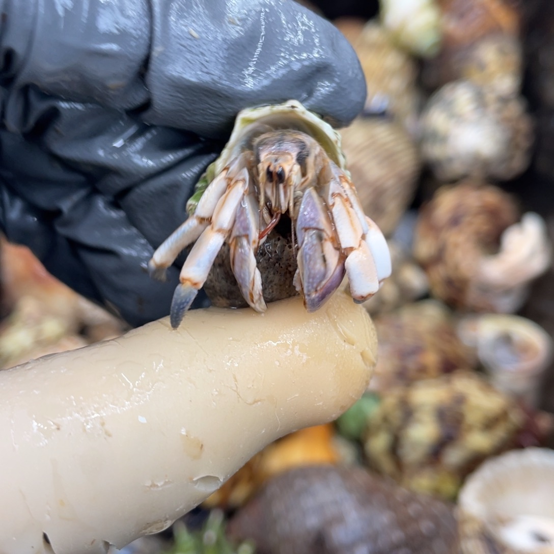 不退不换活体宠物88