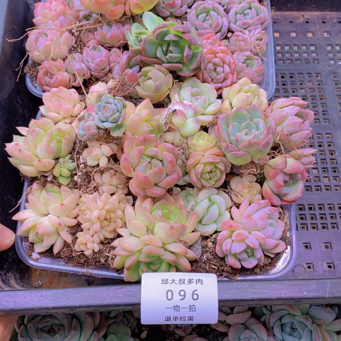 96多肉一物一拍链接