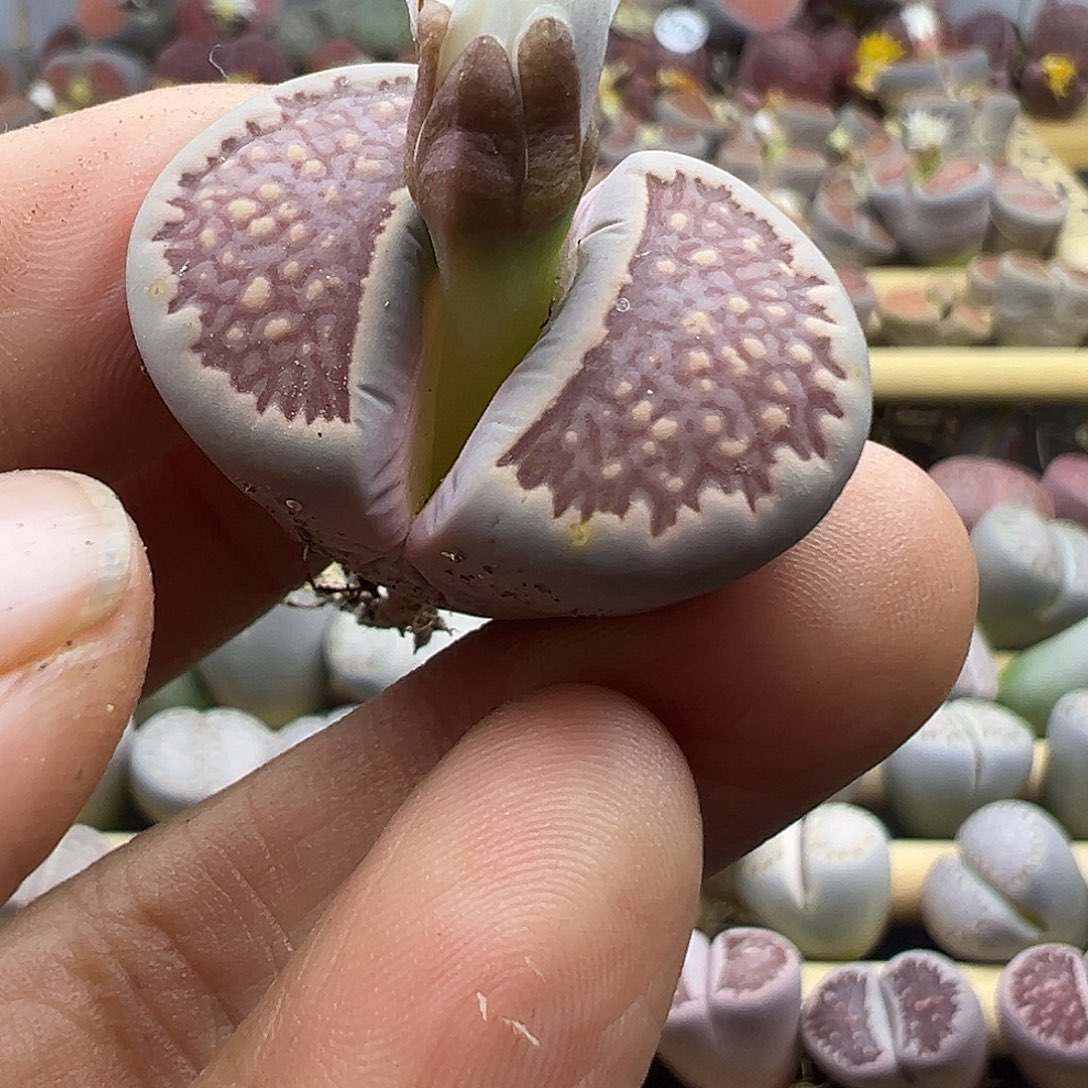 1795 生石花整点福利炸