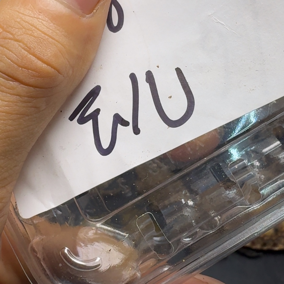 绿毛龟母加热包。。。。