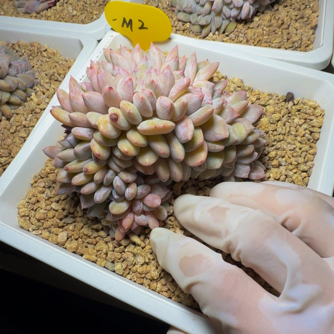 m m m m m m m 2